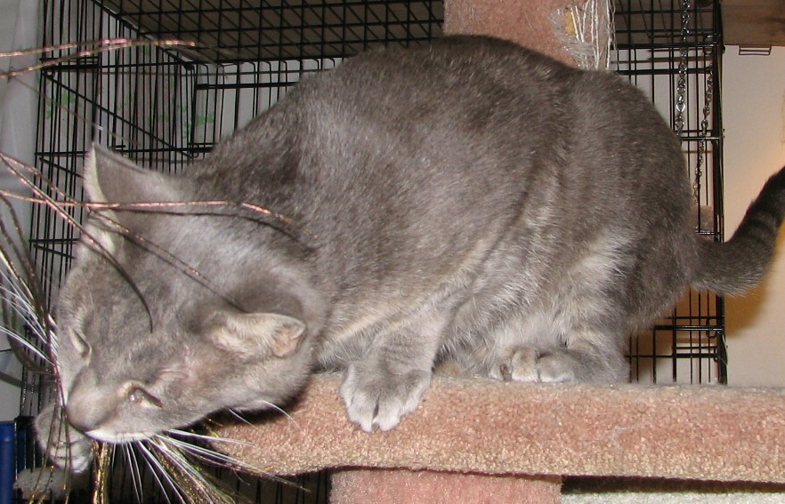 picture of Brody, a Domestic Short Hair gray tabby