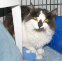 picture of Floppers, a Domestic Long Hair black/white