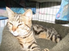 picture of Laura, a Domestic Short Hair brown tabby