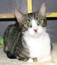 picture of Jane, a Domestic Short Hair brown tabby/white