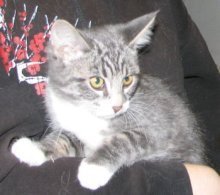 picture of Alice, a Domestic Short Hair gray tabby/white