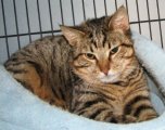 picture of Frank, a Domestic Short Hair brown tabby