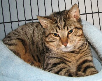 picture of Frank, a Domestic Short Hair brown tabby