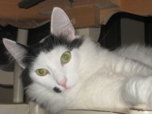 picture of #NS02584: Georgio