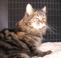 picture of Sheri, a Maine coon 
