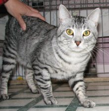 another picture of Opie aka Tigrer, a Domestic Short Hair silver tabby