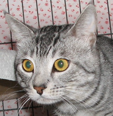 picture of Opie aka Tigrer, a Domestic Short Hair silver tabby