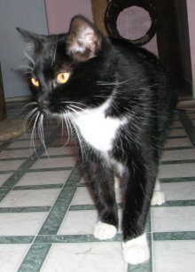 picture of Sam, a Domestic Short Hair black/white