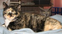 another picture of Liberty, a Domestic Short Hair calico