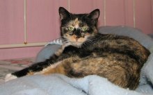 picture of Liberty, a Domestic Short Hair calico