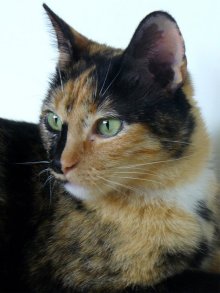 another picture of Belle, a Domestic Short Hair calico