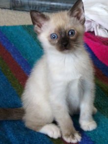 another picture of Pepper, a Siamese/Domestic Short Hair-x sealpoint