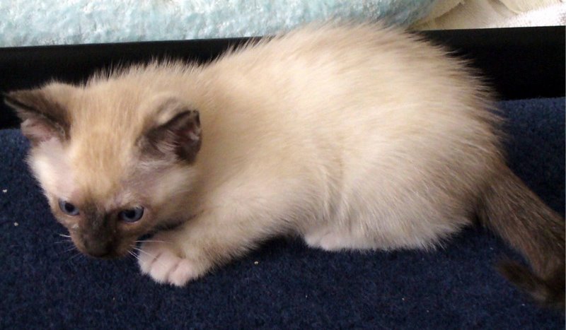 picture of Pepper, a Siamese/Domestic Short Hair-x sealpoint