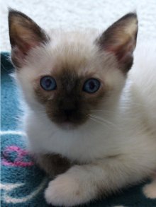 picture of #NS02598: Pepper