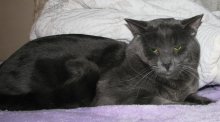 another picture of Little Gray, a Domestic Medium Hair gray