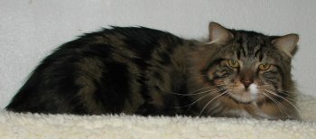 picture of Teddy bear, a Maine coon-x brown classic tabby/white
