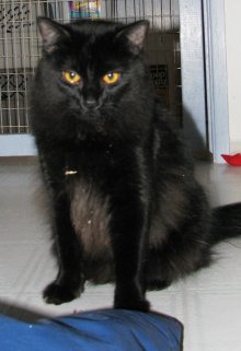another picture of Button, a Maine Coon-x black