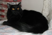 picture of Button, a Maine Coon-x black