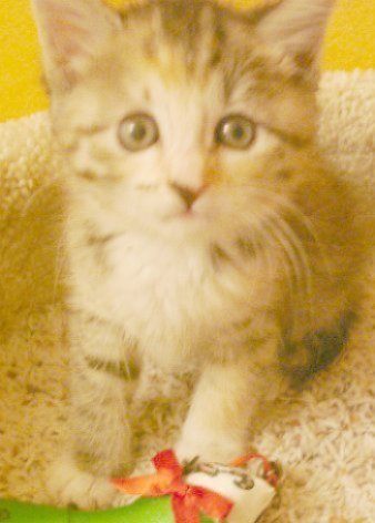 picture of Sophie, a Domestic Short Hair calico