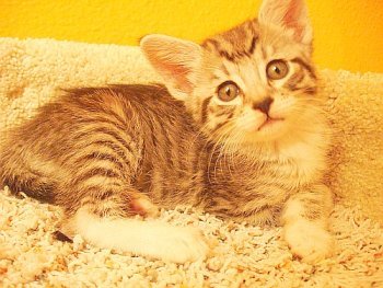picture of Sara, a Domestic Short Hair tabby/white