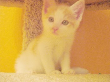 picture of Sam, a Domestic Short Hair orange/white
