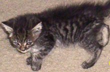 another picture of Yam, a Domestic Medium Hair tabby