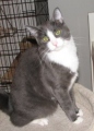picture of Tommie, a Domestic Short Hair gray/white
