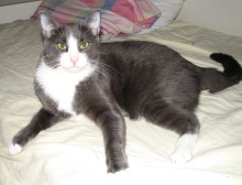 another picture of Tommie, a Domestic Short Hair gray/white