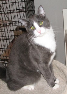 picture of Tommie, a Domestic Short Hair gray/white