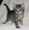 picture of Tuffy, a Domestic Short Hair gray tabby