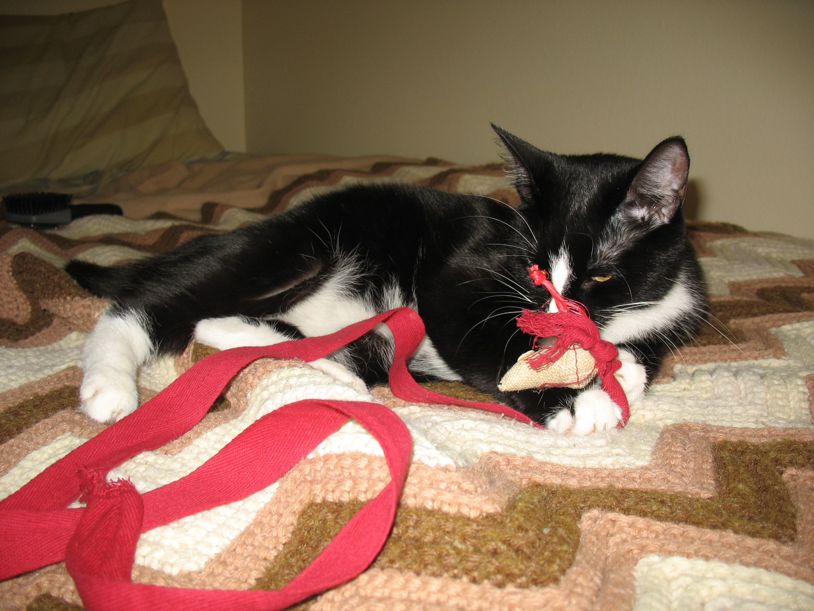 another picture of Dani, a Domestic Short Hair black/white