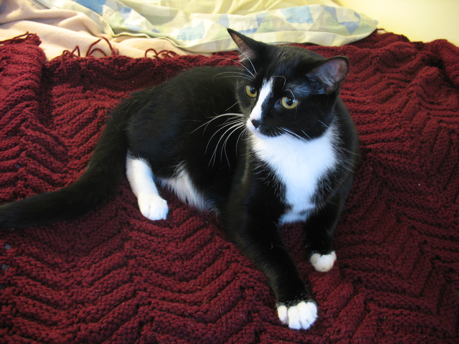 picture of Dani, a Domestic Short Hair black/white