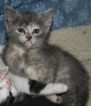 picture of Maxie, a Domestic Short Hair dilute tortoise-shell