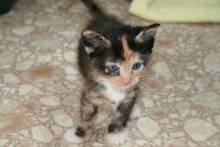 another picture of Mallory, a Domestic Short Hair calico