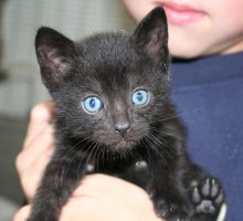 another picture of Mason, a Domestic Short Hair black