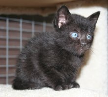 picture of #NS02619: Mason