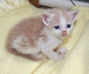 picture of Marcus, a Domestic Short Hair buff/white