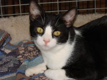 another picture of Juanita, a Domestic Short Hair black/white