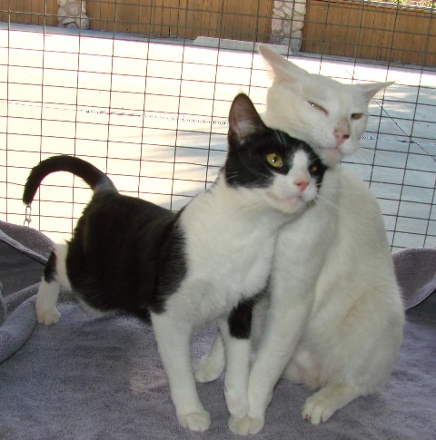 picture of Juanita, a Domestic Short Hair black/white