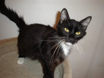 picture of Abbey aka mom cat, a Domestic Medium Hair black/white