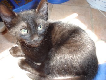 picture of Freddy, a Domestic Medium Hair black