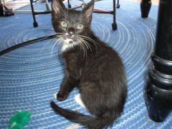 picture of Bob AKA Abbeyson, a Domestic Medium Hair black/white
