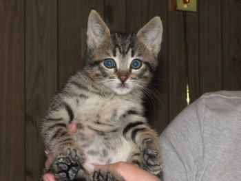 picture of #NS02632: Joey