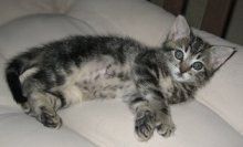 picture of #NS02633: Violet