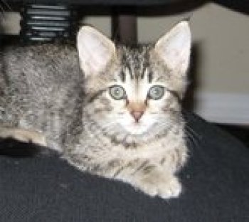 picture of #NS02634: Teacup