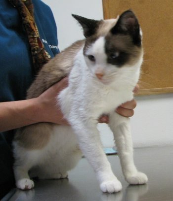 picture of Melbee FKA Sheba, a Siamese/Domestic Short Hair-x ragdoll