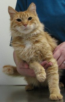 another picture of Mangas, a Domestic Long Hair orange