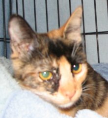 another picture of Tita, a Domestic Short Hair calico