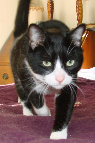 another picture of Toughie, a Domestic Short Hair black/white