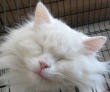 picture of #NS02642: Yeti aka snowball